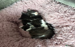 Mixed Breed cats for sale: 5 beautiful kittens - Image 2