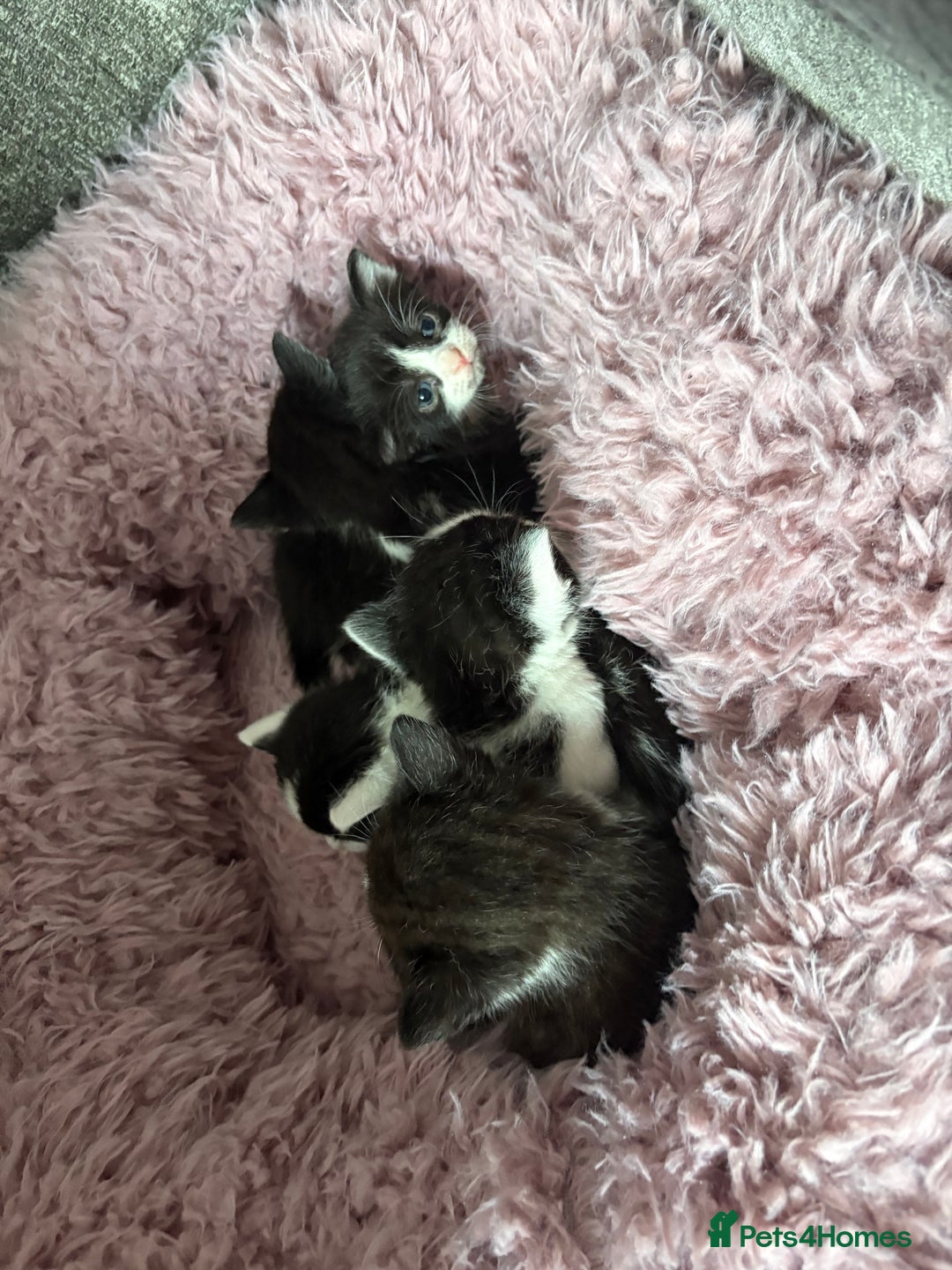 Mixed Breed cats for sale: 5 beautiful kittens - Image 2