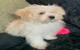 Maltipoo dogs for sale: maltipoo puppies for sale  - Image 25