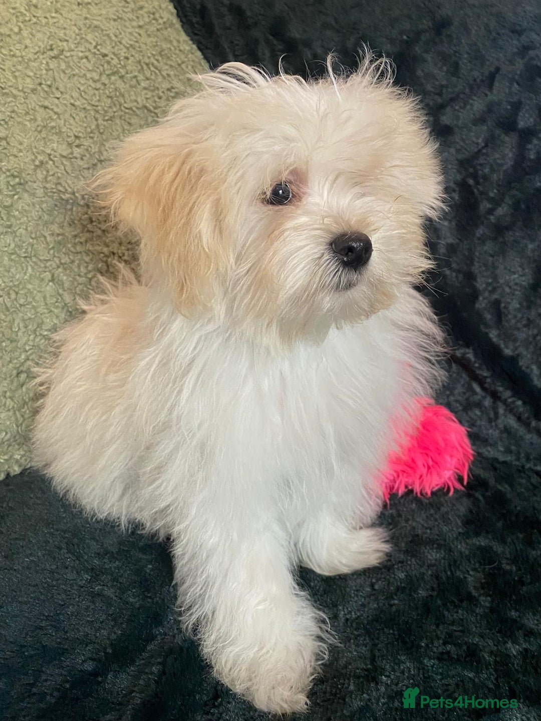 Maltipoo dogs for sale: maltipoo puppies for sale  - Image 25