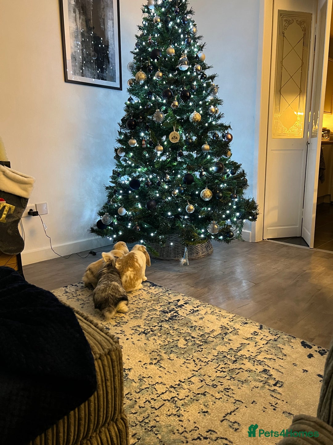 Mini Lion Lop rabbits for sale: 3 loving bonded rabbits for rehoming - Advert 2