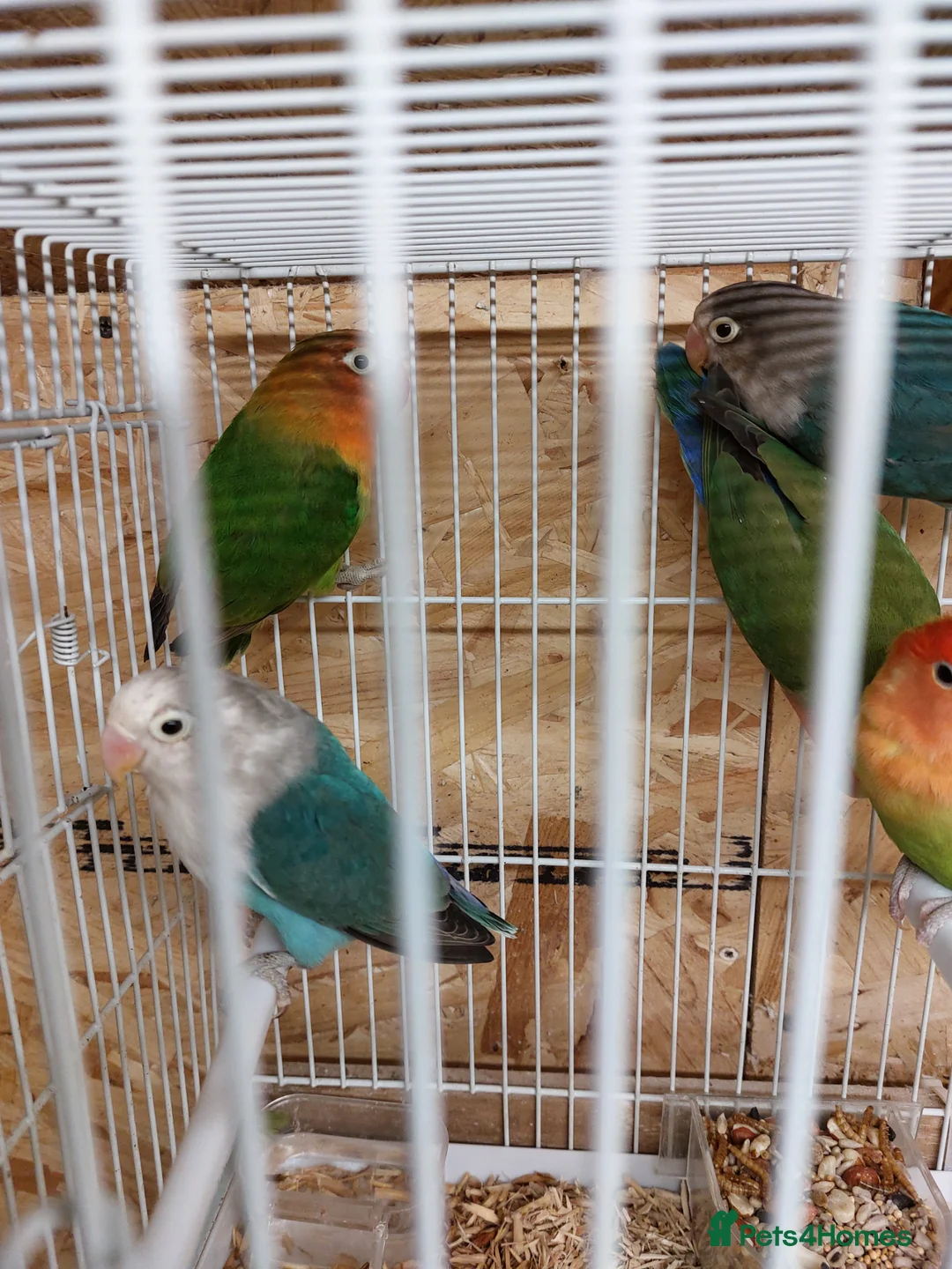 Lovebirds birds for sale: Breeding lovebirds - Advert 21