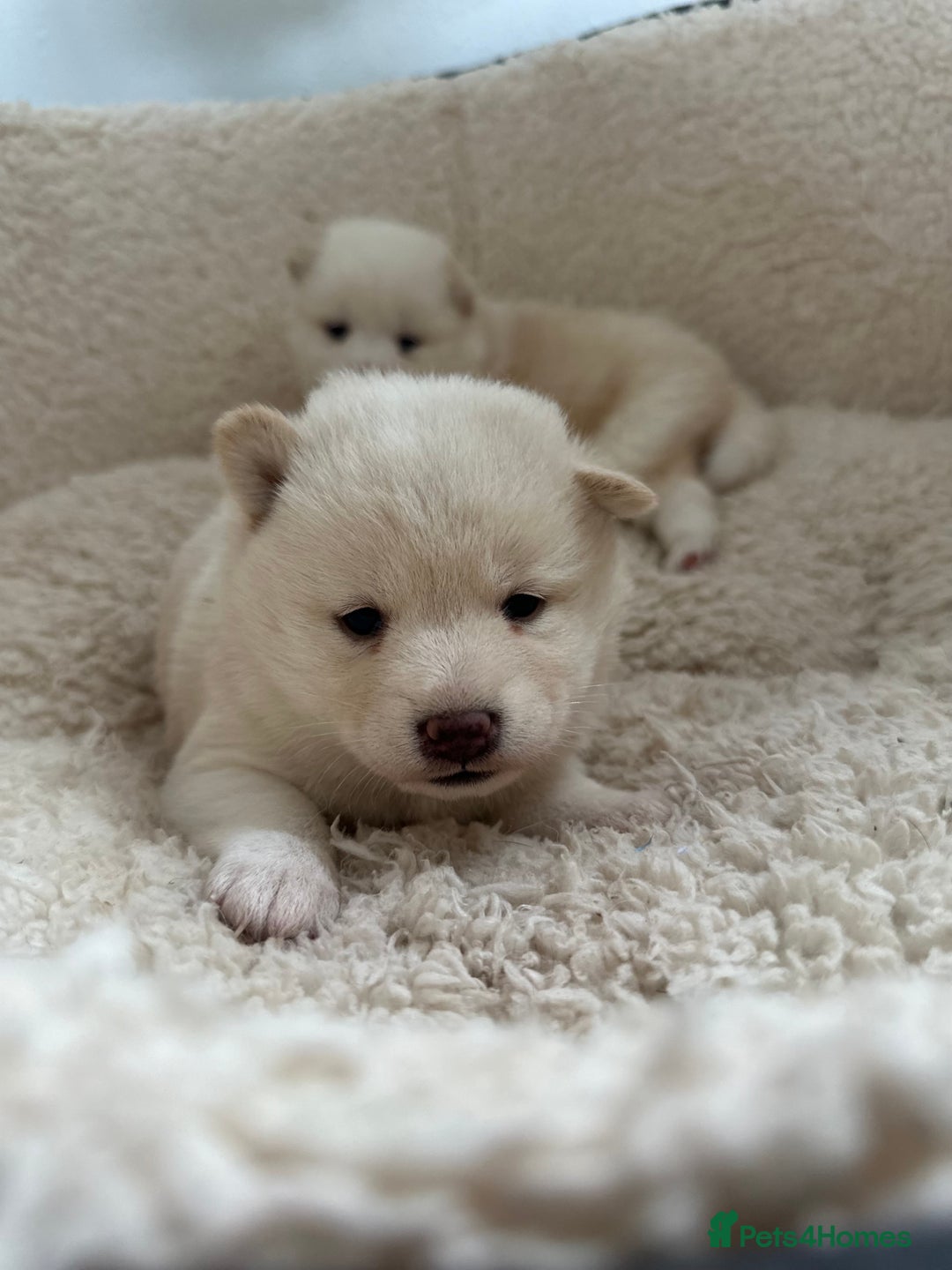 Japanese Shiba Inu dogs for sale: Japanese Shiba Inu puppies - Image 7