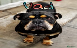 Olde English Bulldogge dogs for sale: Stunning Olde English pups - Image 13
