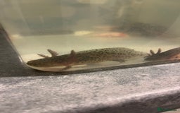Other/Mixed Breed fish for sale: Axolotl‘s - Image 3
