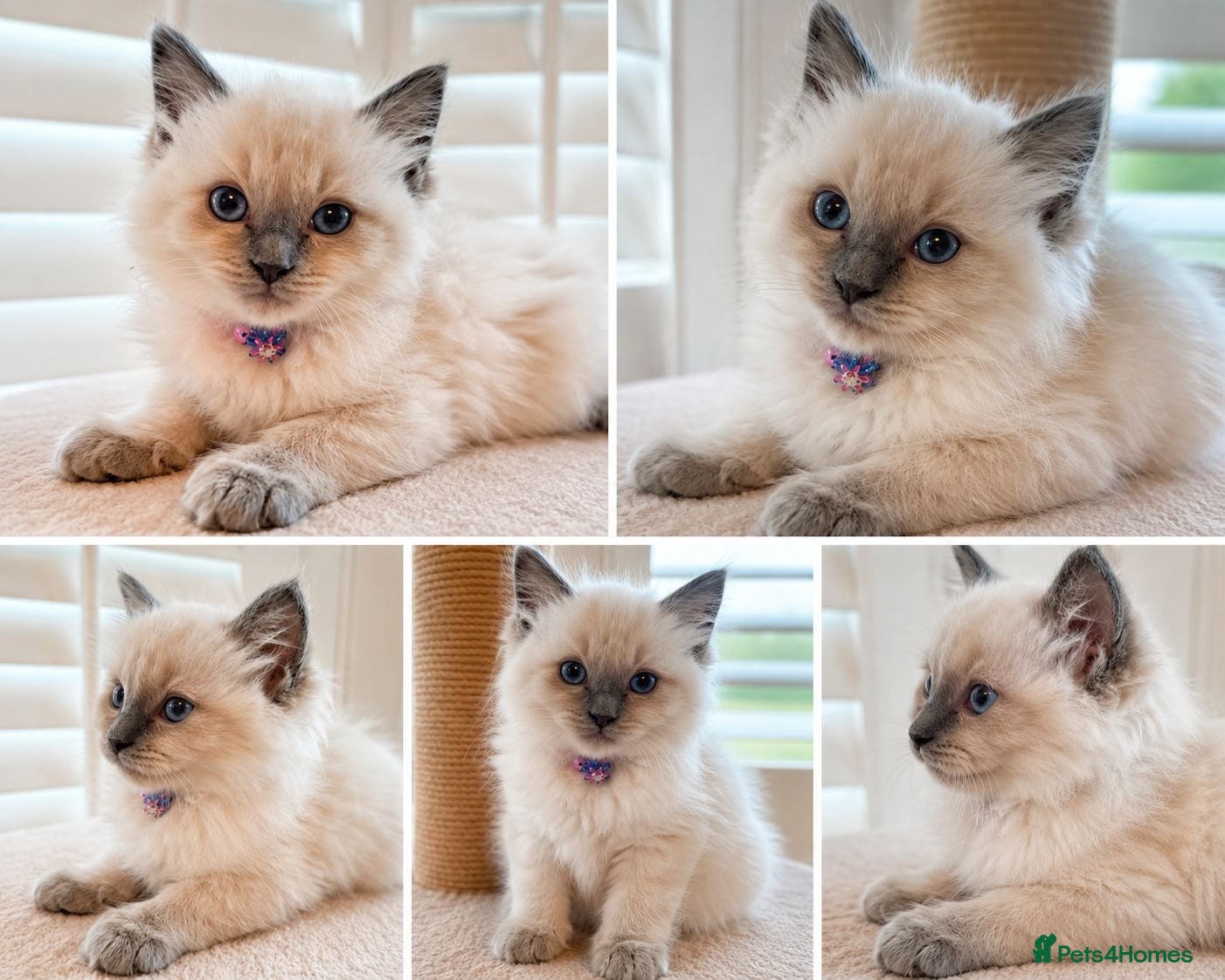 Ragdoll cats Beautiful Ragdoll kittens - Advert 17