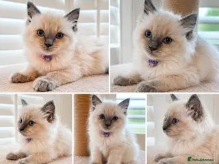 Ragdoll cats Beautiful Ragdoll kittens - Advert 2