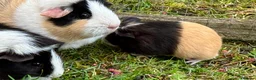 Guinea Pig rodents for sale: Baby Guinea Pigs for sale - Advert 6