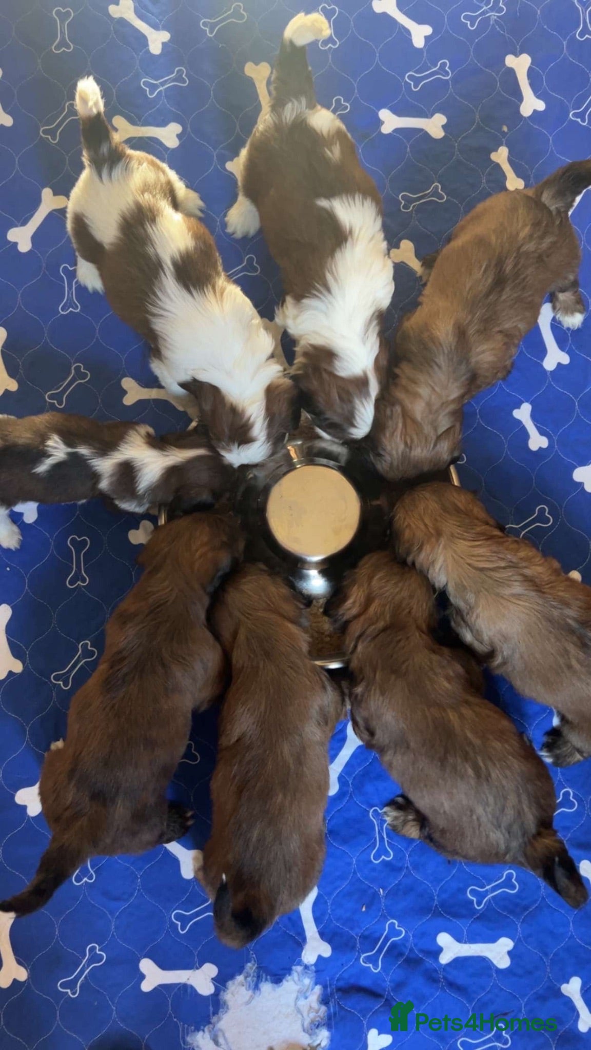 Cava Tzu dogs Gorgeous F1 Cava tzu puppies  - Advert 1