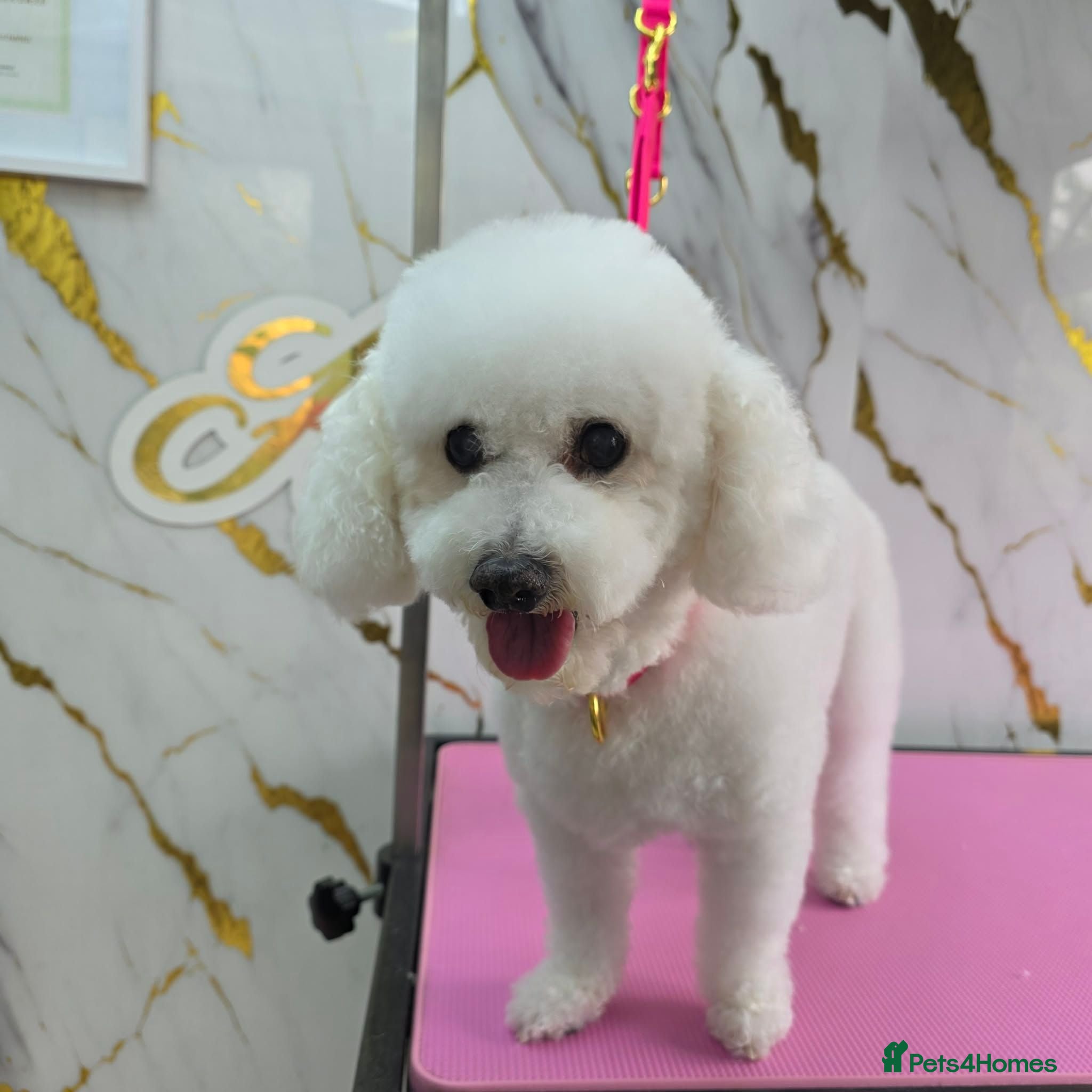 Bichon Frise dogs Bichon Frisé  - Advert 1