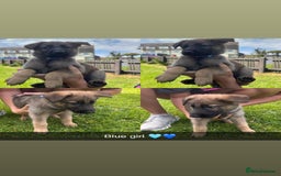 German Shepherd dogs for sale: German shepherd puppies  - Image 3