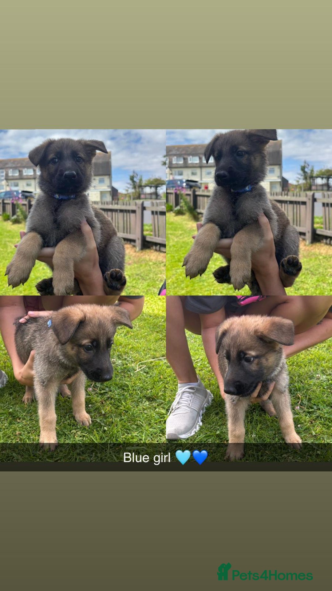 German Shepherd dogs for sale: German shepherd puppies  - Image 3