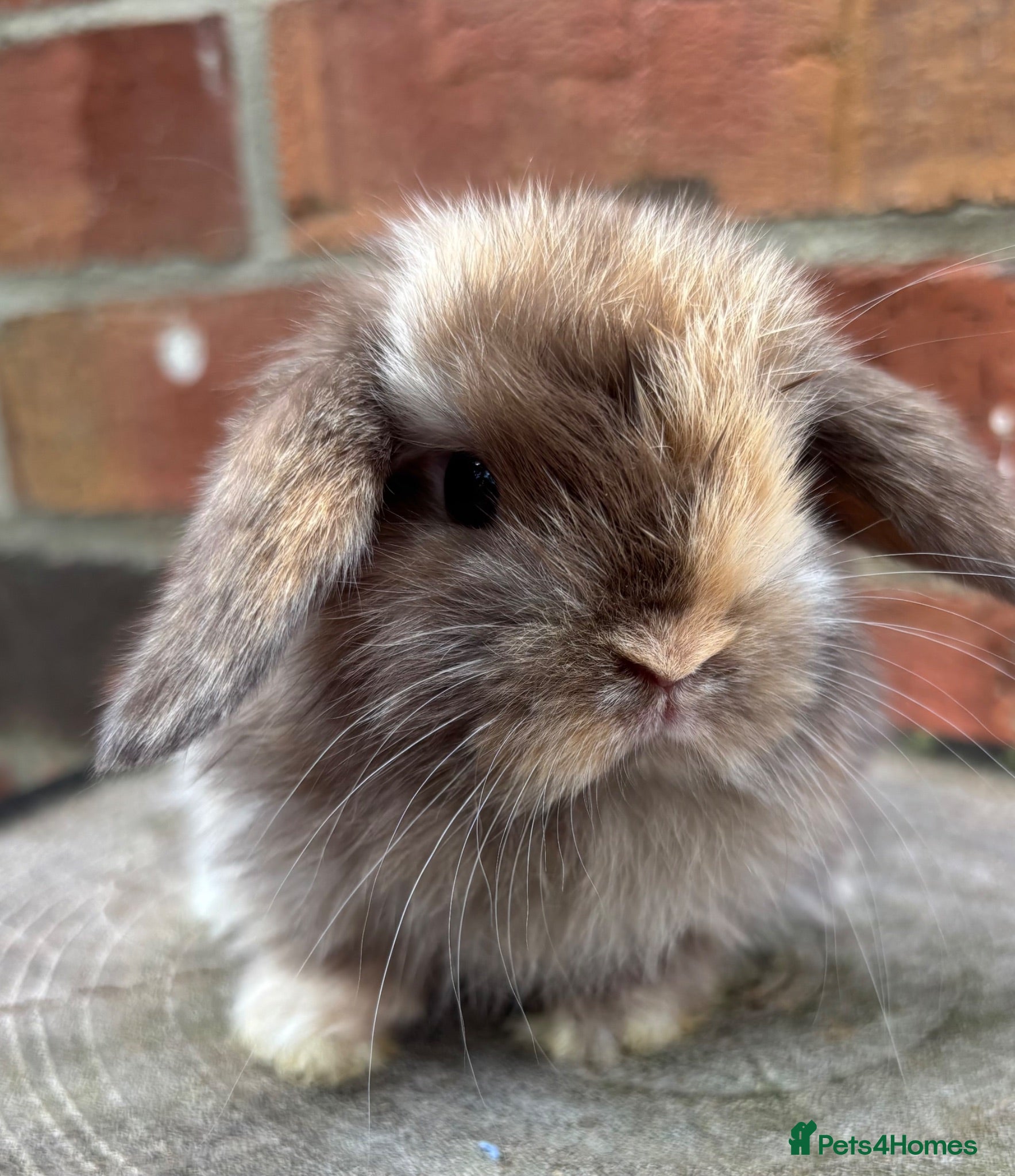 Mini Lop rabbits Pure bred pedigreed Mini lops ready now  - Advert 1