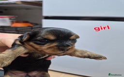 Yorkshire Terrier dogs for sale: Full pedigree Yorkshire terrier  - Image 6