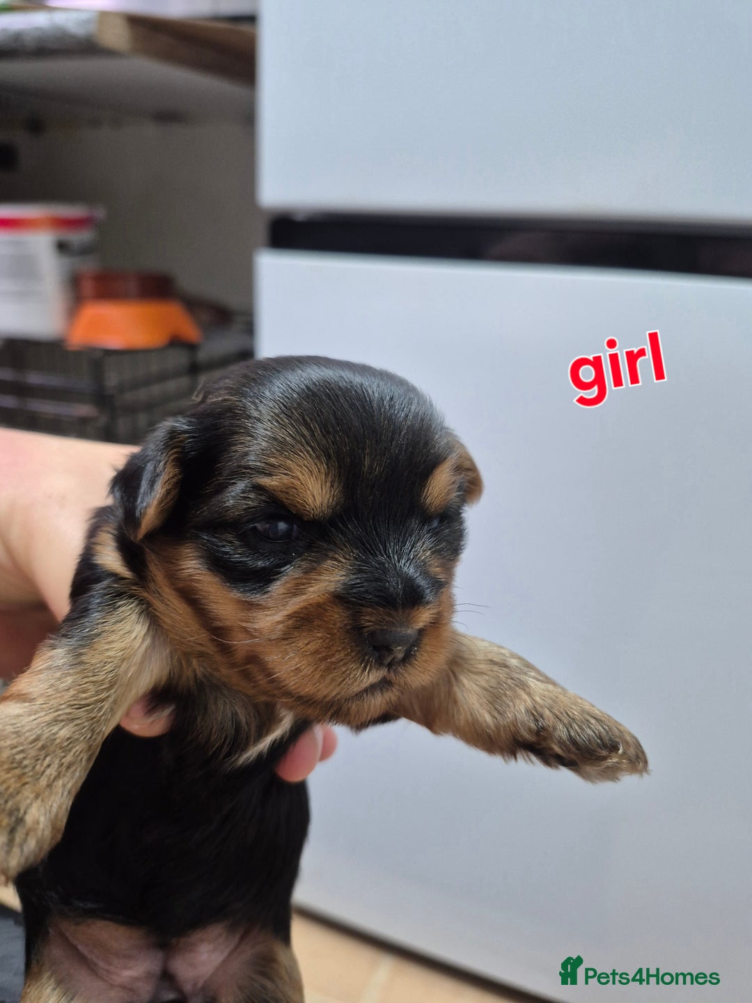 Yorkshire Terrier dogs for sale: Full pedigree Yorkshire terrier  - Image 6