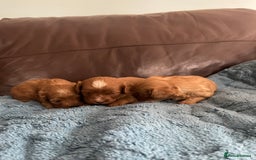Cavapoo dogs for sale: Cavapoos puppies boys  - Image 4