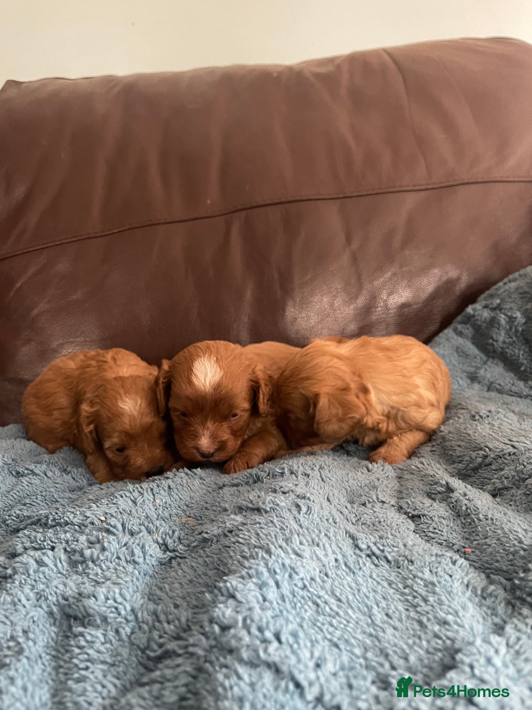 Cavapoo dogs for sale: Cavapoos puppies boys  - Image 4