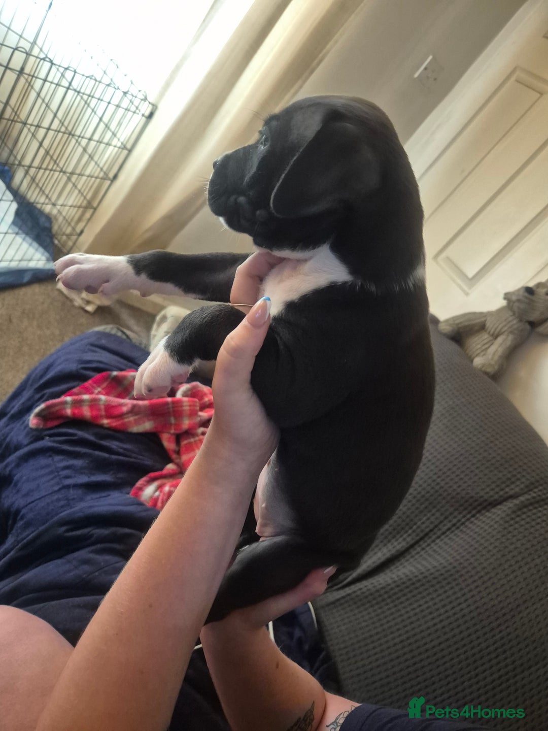 Mixed Breed dogs for sale: Litter of 7 beautiful puppies - Image 15