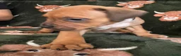 Mixed Breed dogs for sale: Mastiff x Olde English Buldogge  - Advert 8