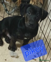 Mixed Breed dogs - Advert 3