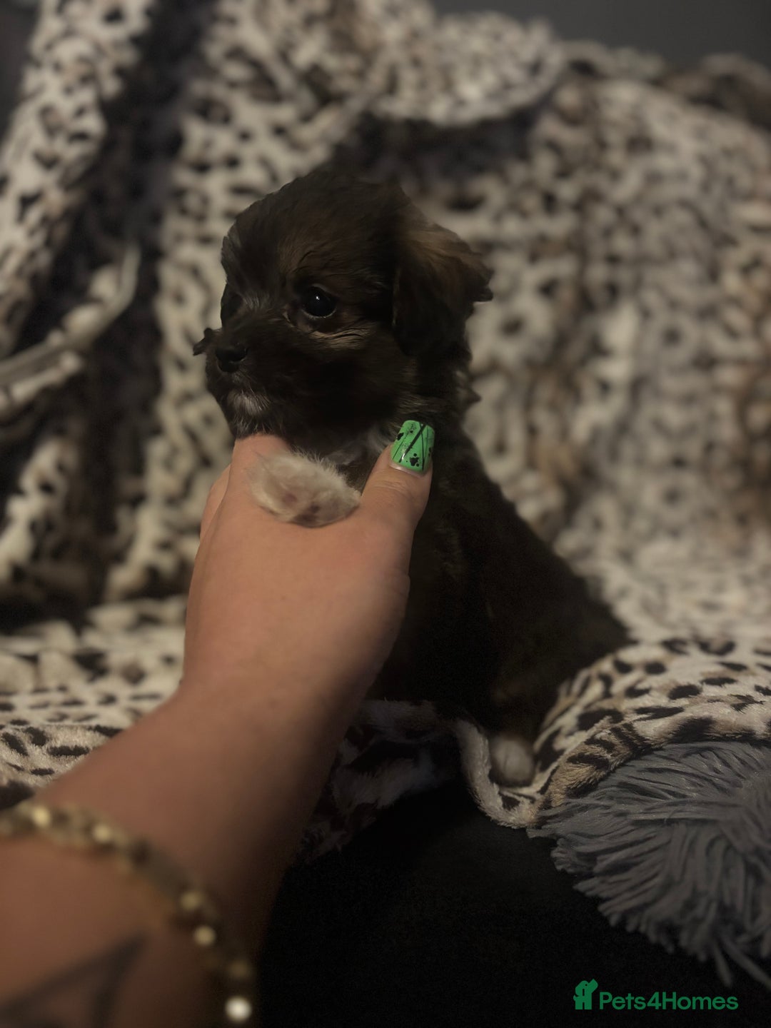 Mixed Breed dogs for sale: Chorkie-apso puppies  - Image 18