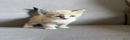 Ragdoll cats for sale: Last lynx ragdoll ready now - Advert 2