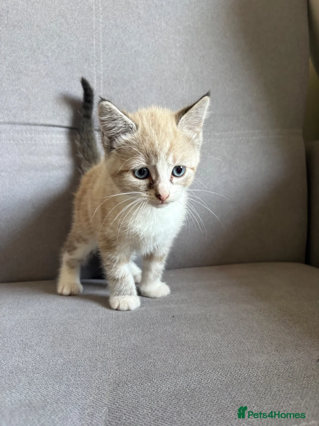 Ragdoll cats for sale: Last lynx ragdoll ready now - Advert 2