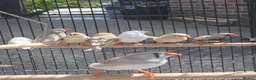 Finches birds for sale: Mixed 5 month old Zebra finch - Advert 1