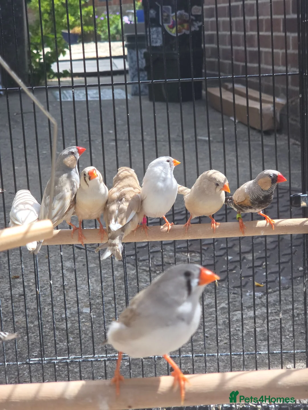 Finches birds for sale: Mixed 5 month old Zebra finch - Advert 1