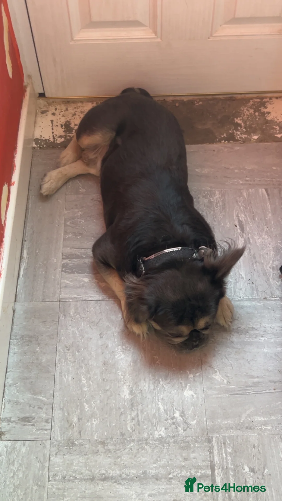French Bulldog dogs for stud: Fluffy frenchie  - Advert 2
