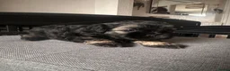 Shihpoo dogs for sale: Shih-poo - Advert 8