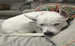 Mixed Breed dogs for sale: Re homing of our beloved dog - Image 1