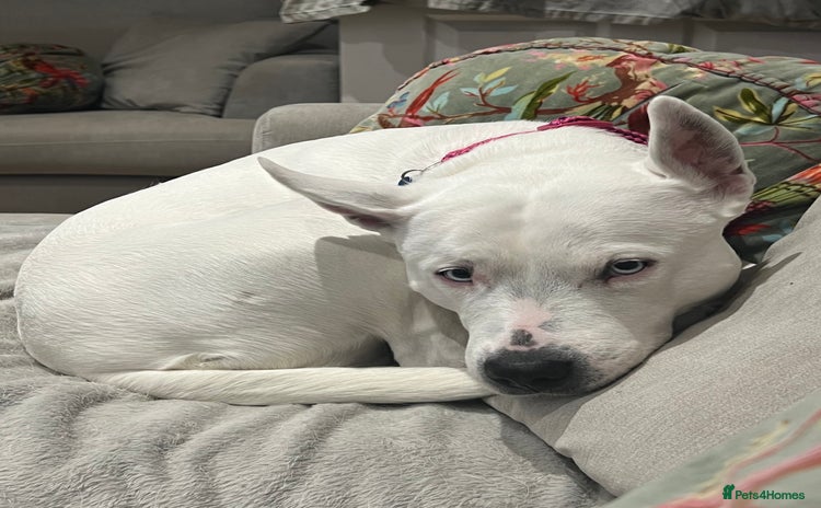 Mixed Breed dogs - Advert 2