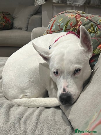 Mixed Breed dogs - Advert 1