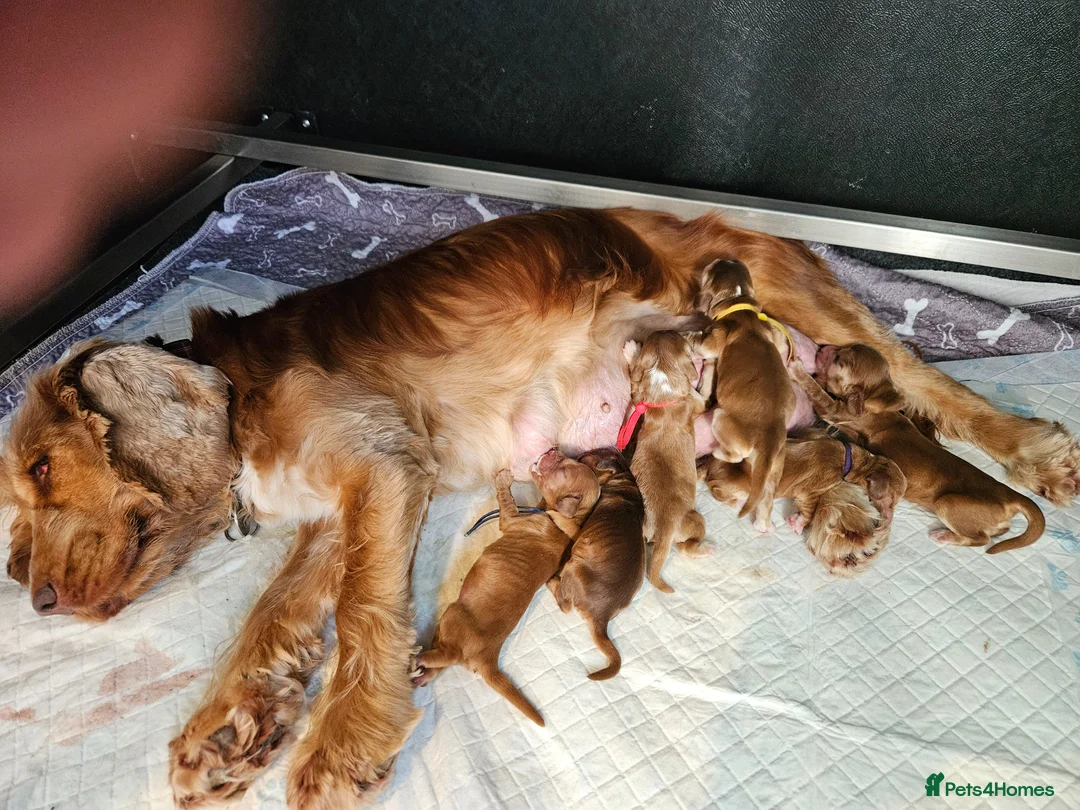 Cocker Spaniel dogs for sale: KC Reg Chocolate Sable Show Cocker Puppies - Advert 1