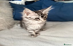 Maine Coon cats for sale: XXL  Ready Now TICA pure bread Maine Coon Kittens  - Image 8