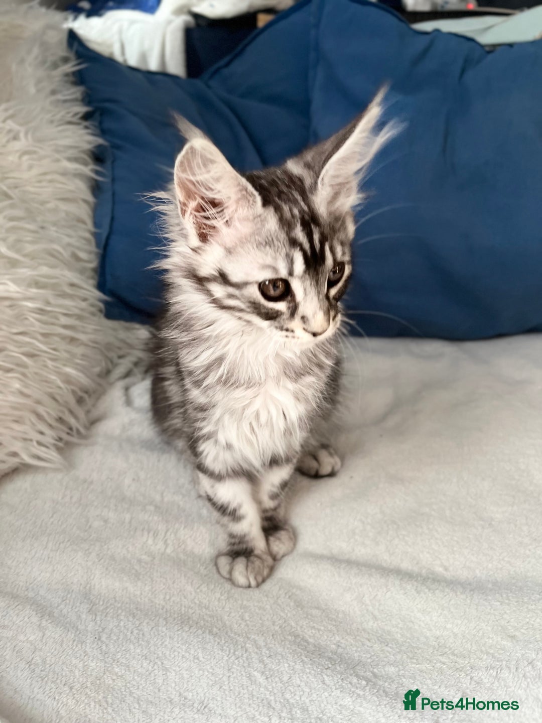 Maine Coon cats for sale: XXL  Ready Now TICA pure bread Maine Coon Kittens  - Image 8