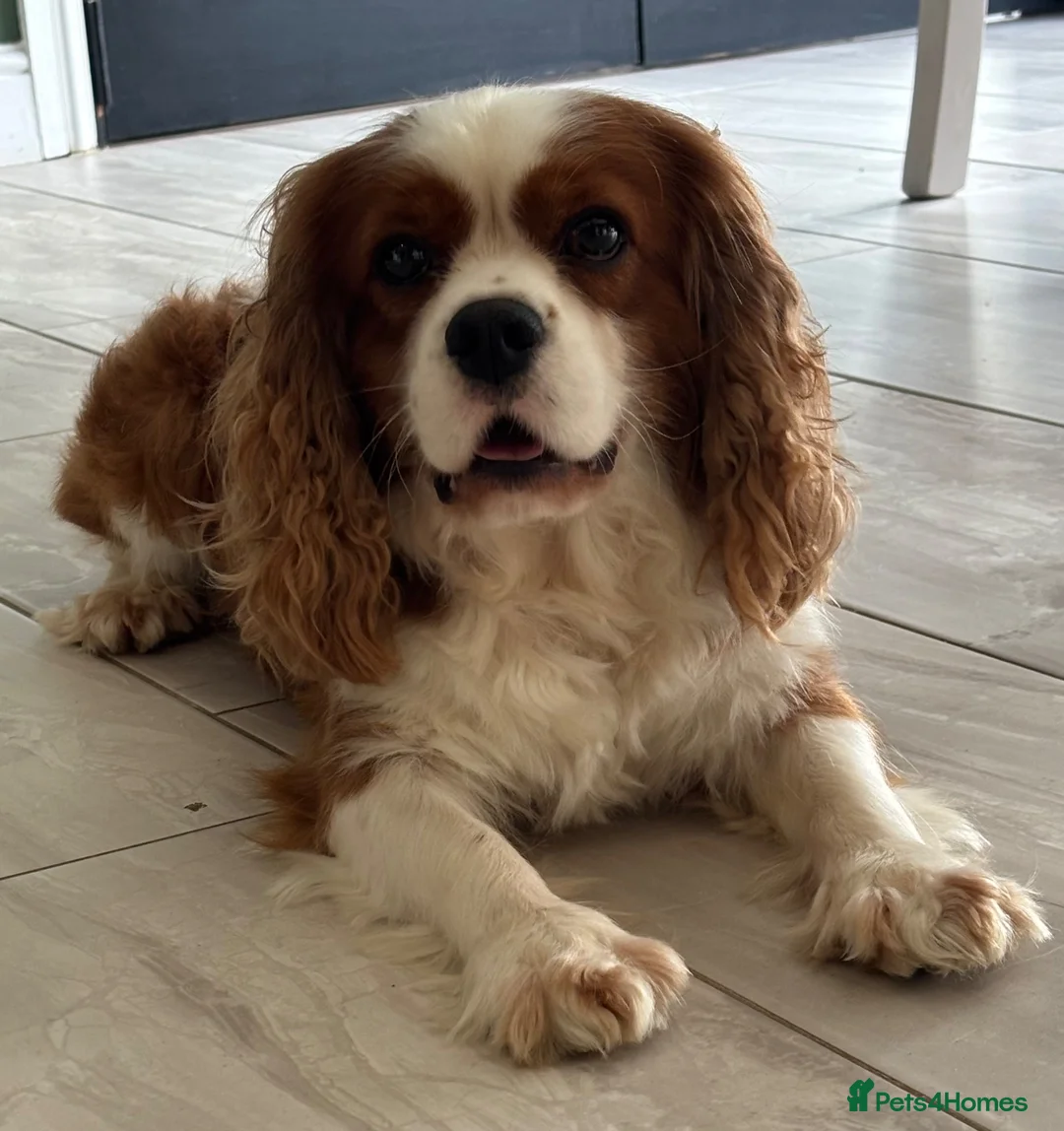 Cavalier King Charles Spaniel dogs for sale: Heart/Eye/Health tested KC Reg Male Cavalier - Advert 10