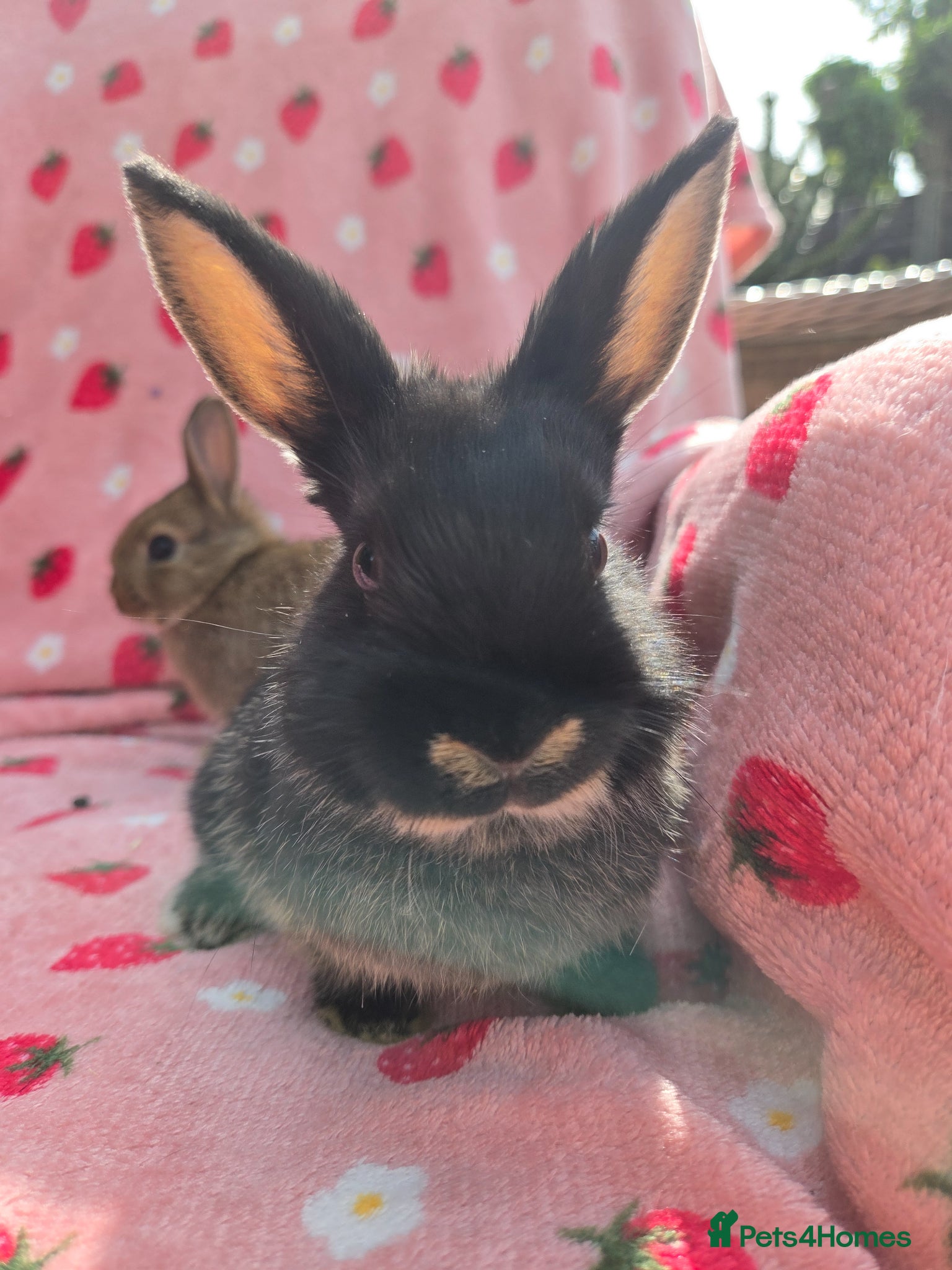 Netherland Dwarf rabbits Last 🩵 Netherland Dwarf  9weeks very tame - Advert 2