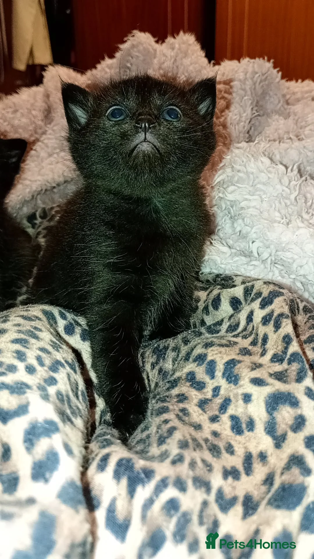 Maine Coon cats for sale: 2 Maincoon cross kittens 1 female and 1 male  in Bristol - Advert 13