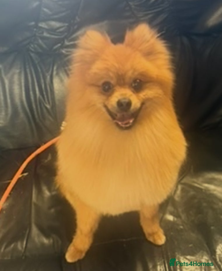 Mixed Breed dogs Gorgeous Pomeranian  - Advert 1