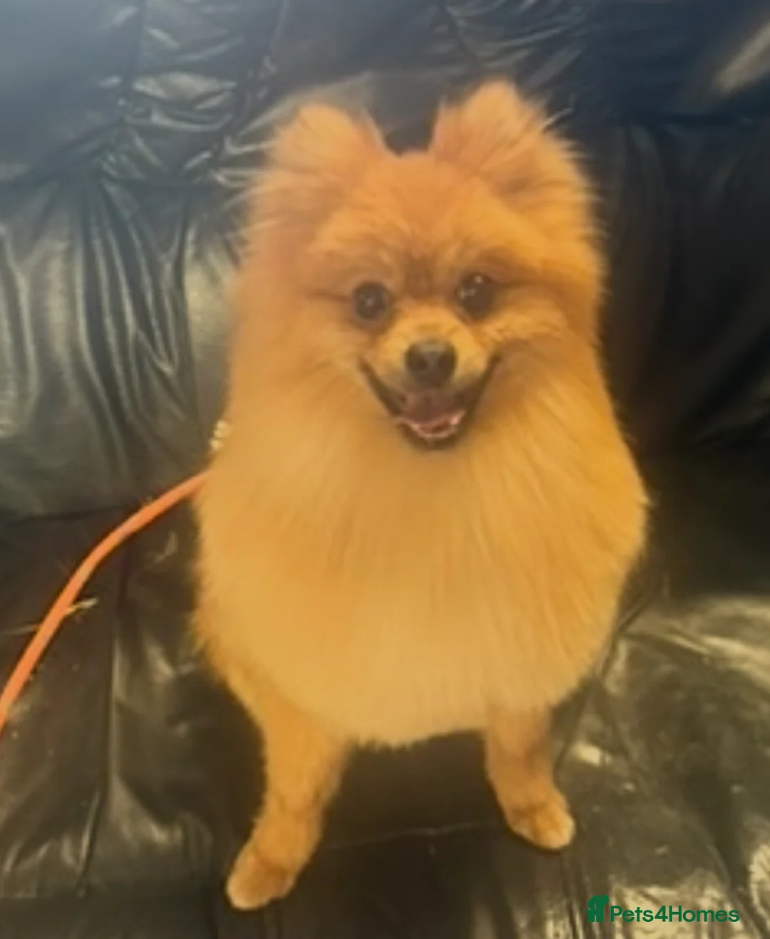 Mixed Breed dogs for sale: Gorgeous Pomeranian  - Advert 1