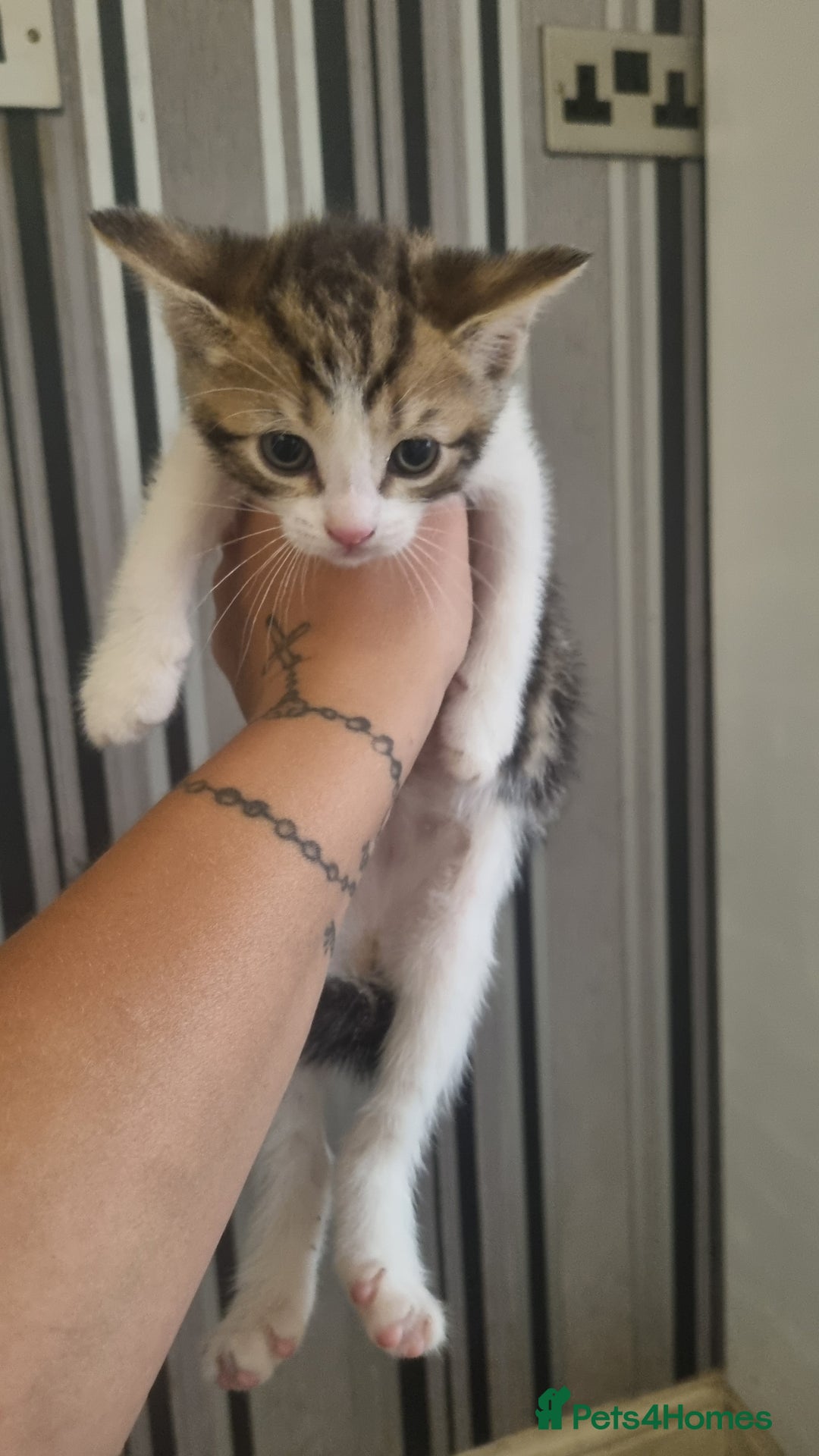 Mixed Breed cats for sale: 5 kittens ready to go - Image 8
