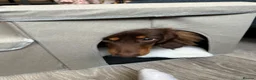 Dachshund dogs for stud: Milo Male long hair dachshund  in Hampton - Advert 6