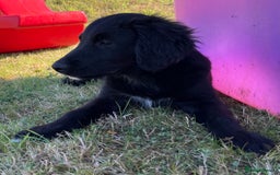 Golden Retriever dogs for sale: Beautiful Golden Retriever x Border Collie Puppies - Image 14