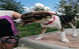 Mixed Breed dogs for adoption: 💖🐶 SESI 🐶💖 - Image 20