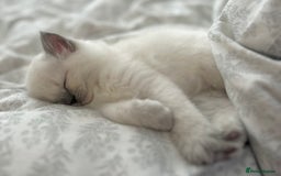 Ragdoll cats for sale: Stunning TICA reg Flame/Cream Boy - Image 29