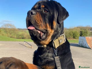 Rottweiler dogs Big John - Advert 3