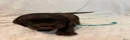 Cocker Spaniel dogs for sale: 6 beautiful Cocker spaniel puppies  - Advert 12