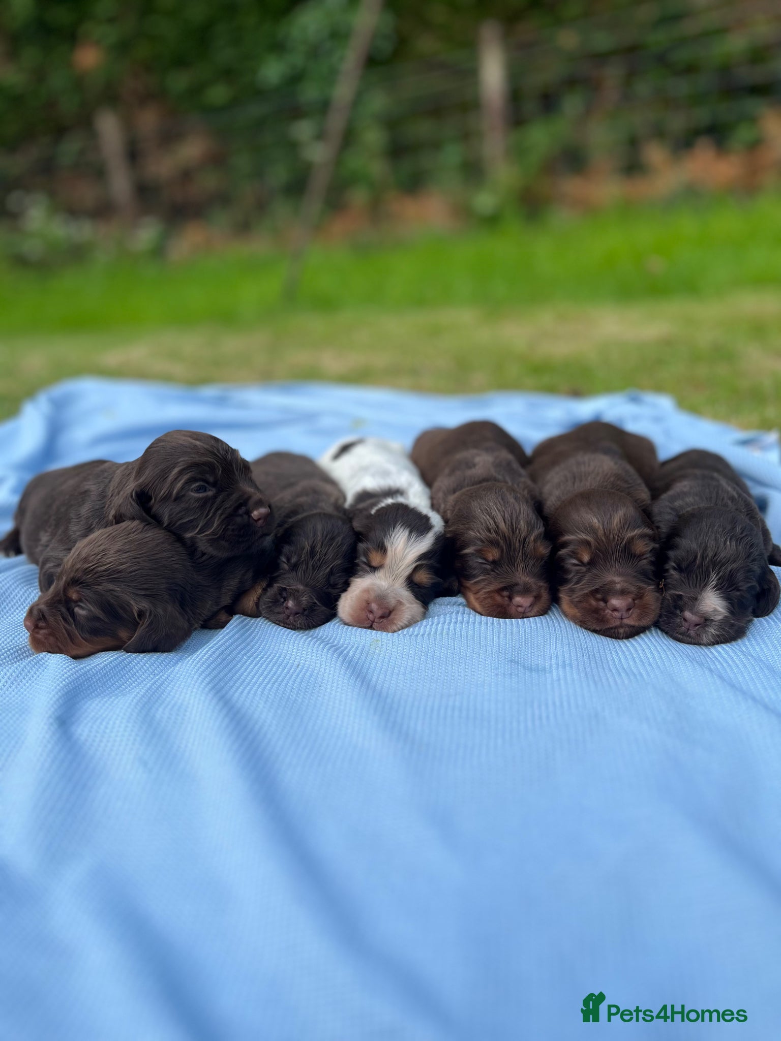 Cocker Spaniel dogs KC COCKER SPANIEL PUPPIES - Advert 1